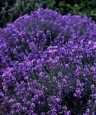 Lavanda, una de las plantas relajantes