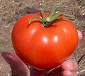 Conserva de tomate