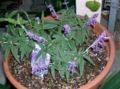 Salvia para adelgazar