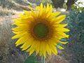 Girasol