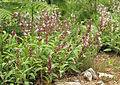 Planta de salvia