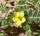 Tribulus terrestris