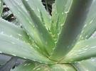 planta de aloe