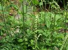 cohosh negro