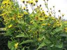 Helenium