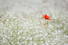 Flor roja