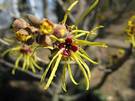 planta de hamamelis