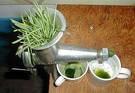 Wheatgrass