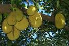 Jackfruit