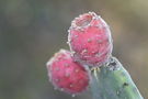 Nopal