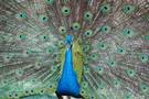 Pavo real