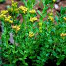 planta rhodiola